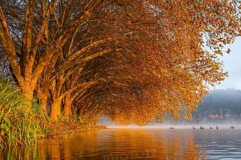 Autumn colours at the Platanen Allee, Hardenberg Ufer, lakeside path at Lake Baldeney, near Haus Scheppen, in Essen, Geese, North Rhine-Westphalia, Germany, Europe