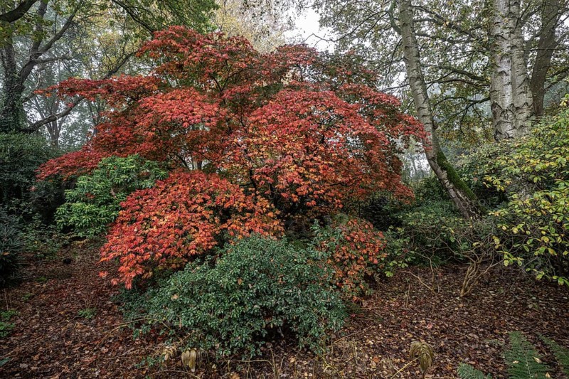 Aconite-leaved maple (Acer japonicum Aconitifolium) in autumn foliage, Emsland, Lower Saxony, Germany, Europe