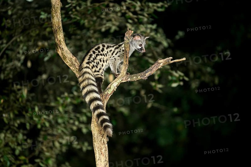 Common genet (Genetta genetta), climbing on a tree wildlife in a forest, Montseny National Park, Catalonia, Spain, Europe