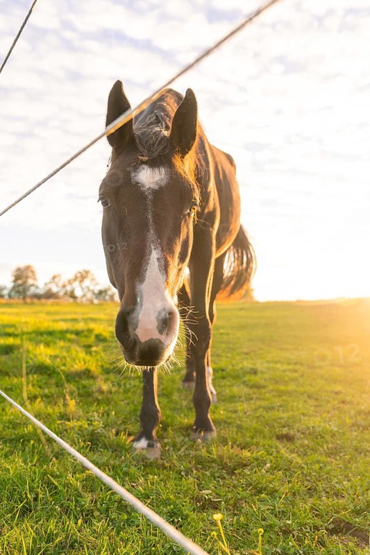 Close-up of a black horse in a meadow behind a fence, with bright morning sky, Gechingen, Black Forest, Germany, Europe