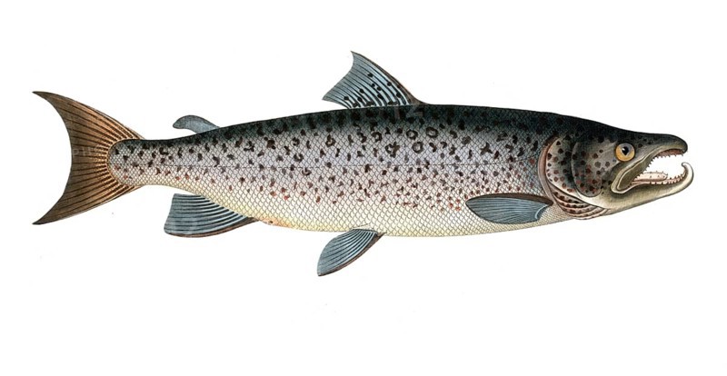 Fish, Fishes, Salmon family, Salmo salar, Hooked salmon, Atlantic salmon, Male salmon family, Salmon, Atlantic salmon family, Historical, digitally restored reproduction from a 19th century original, Record date not stated