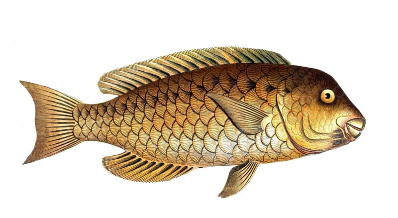 Fish, Fische, Scarus cretensis, der griechische Papageifisch, the greccian Parrot-fish, Historical, digitally restored reproduction from a 19th century original, Record date not stated