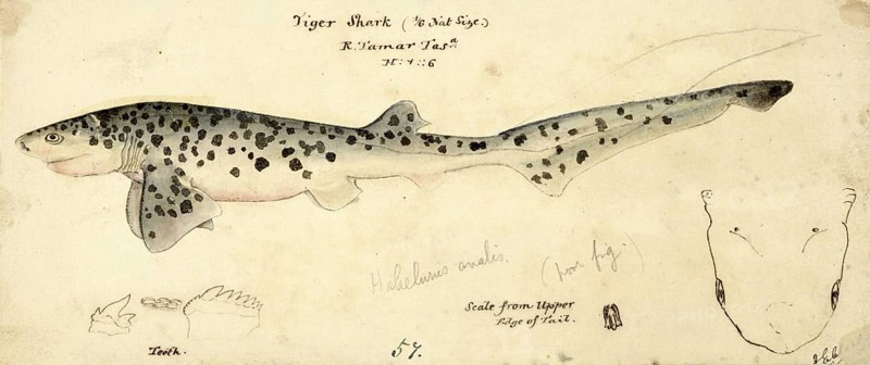 Broadnose sevengill shark, Notorynchus cepedianus, broadnose sevengill shark, fish, reproduction of an original, by Frank Edward Clarke (b. 1849, d. 1899), ichthyologist and scientific draughtsman