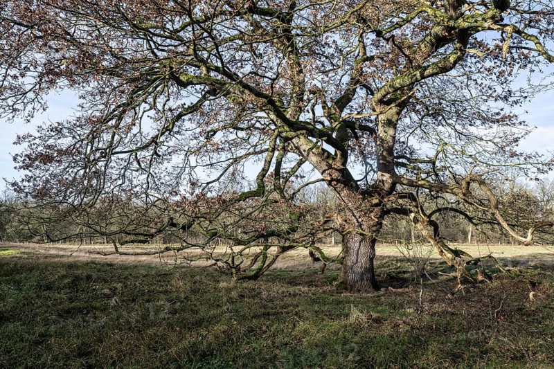 English oaks (Quercus robur) in the Hutewald forest, Emsland, Lower Saxony, Germany, Europe