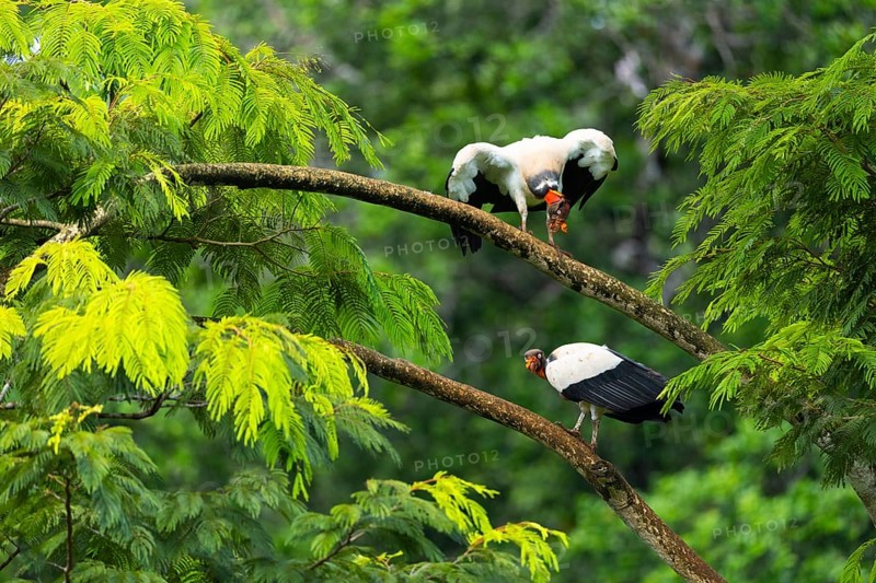 King vulture (Sarcoramphus papa), cock, vulture birds (Aegypiinae), Laguna del Lagarto Lodge, Alajuela, Costa Rica, Central America