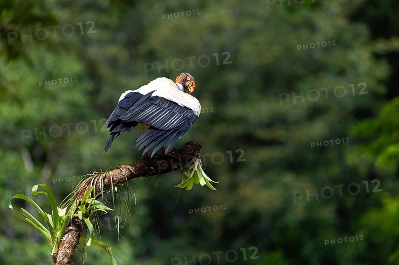 King vulture (Sarcoramphus papa), cock, vulture birds (Aegypiinae), Laguna del Lagarto Lodge, Alajuela, Costa Rica, Central America