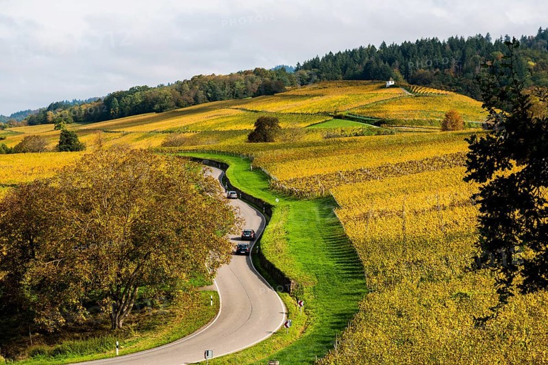 Hilly landscape with vineyards and winding road in autumn, Ballrechten-Dottingen, Breisgau, Markgräflerland, Black Forest, Baden-Württemberg, Germany, Europe