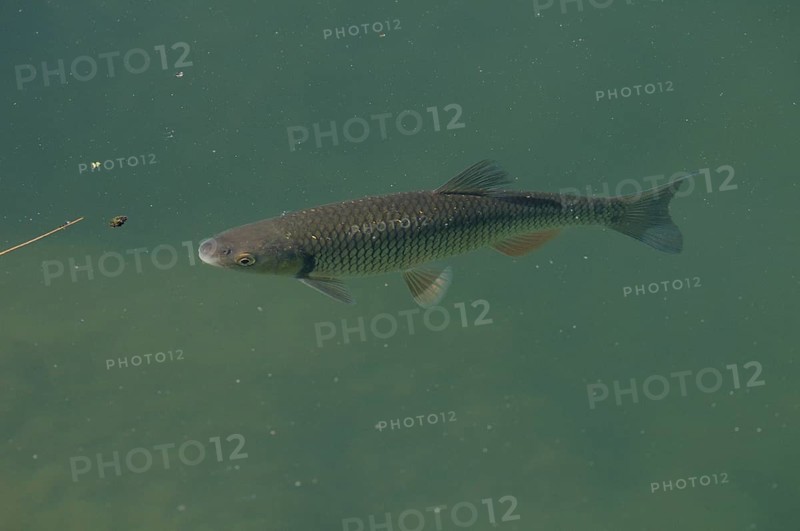 Chub (Leuciscus cephalus), swims in the water, Franconia