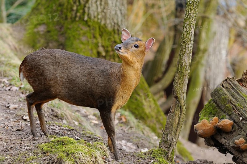 A muntjac standing next to a fallen tree trunk in autumnal forest, Chinese muntjac (Muntiacus reevesi), captive