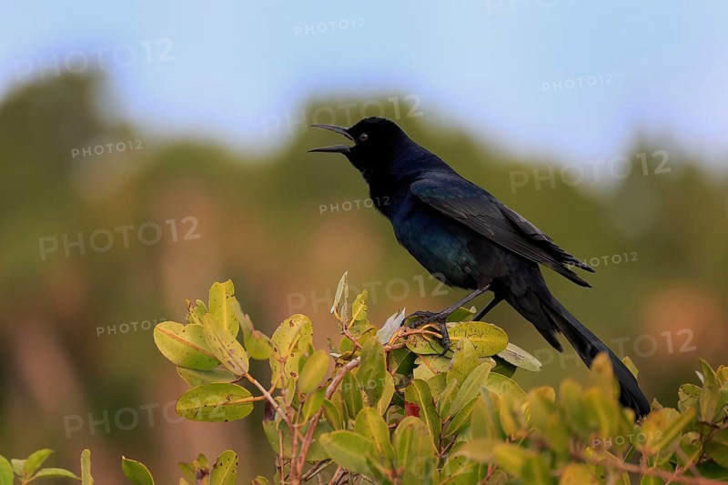 Boat-tailed grackle (Quiscalus major), adult, male, courtship display, singing, Waiting, Merritt Island, Black Point Wildlife Drive, Florida, USA, North America