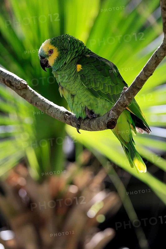 Yellow-headed Amazon (Amazona oratrix), adult, on wait, on tree, Central America, Central America