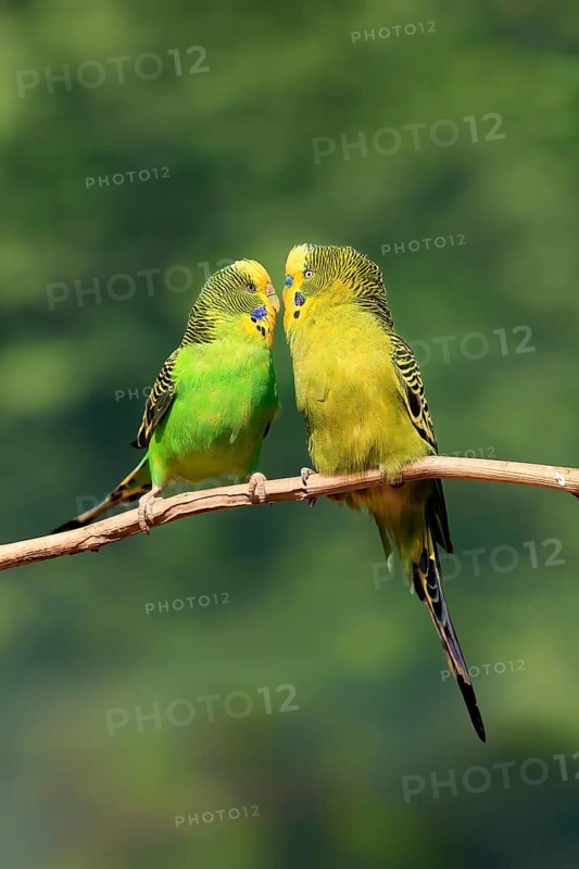 Budgerigar (Melopsittacus undulatus), adult, pair, male, female, two, in perch, courtship, social behaviour, Australia, Oceania