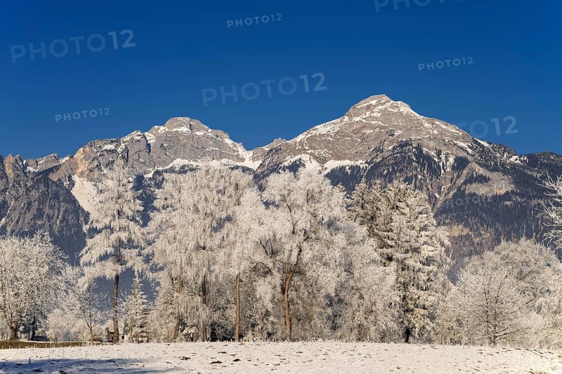 Winter landscape with bushes and trees covered in hoarfrost, with the Rofan mountains in the background, Zillertal, Tyrol, Austria, Europe