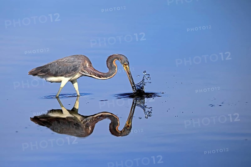 Tricoloured Heron (Egretta tricolor), adult, in the water, foraging, hunting, Merritt Island, Black Point Wildlife Drive, Florida, USA, North America