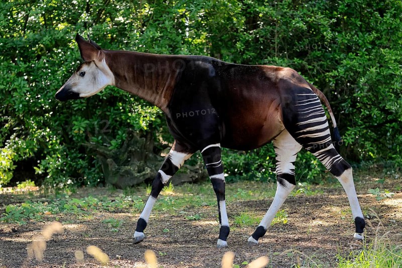 Okapi (Okapia johnstoni), adult, running, foraging, captive