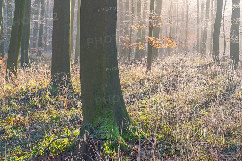 View of a beech tree in the forest with hoarfrost frozen vegetation in backlight, landscape photo, nature photo, flora, fauna, landscape format, trees, grasses, moss, forest area, winter, snow, ice, frost, cold, season, cosy, winter, snow, ice, frost, cold, season, cosy, Deister, Hanover region, Lower Saxony, Germany, Europe