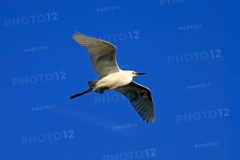 Great Egret (Egretta thula), adult, flying, St. Augustine, Florida, North America, USA, North America