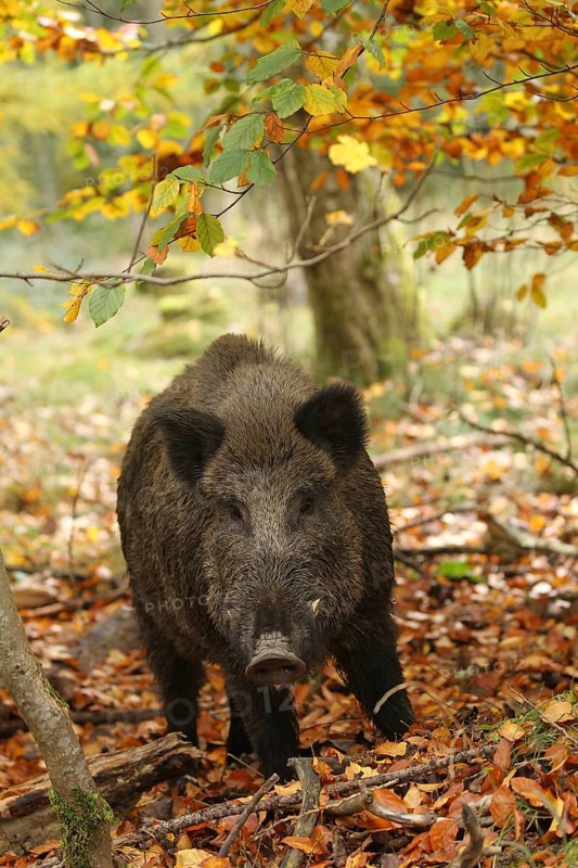 Wild boar (Sus scrofa) boar in a colourful autumn forest, Allgäu, Bavaria, Germany, Allgäu, Bavaria, Germany, Europe