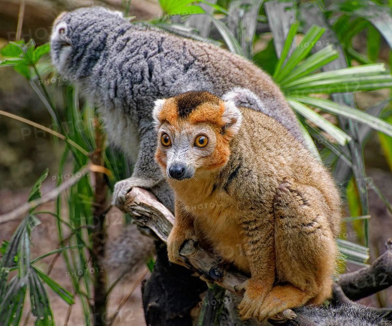 Crowned lemur (Eulemur coronatus), pair of monkeys, adult, captive, occurrence Madagascar