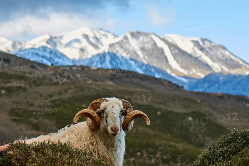 A sheep in the foreground with snow-capped mountains in the background, Kallikratis, Kallikratis Gorge, Sfakia, West Crete, Crete, Greek Islands, Greece, Europe