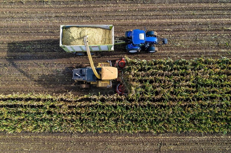 Maize harvest, combine harvester, chopper works its way through a maize field, the silage is pumped directly into a trailer, serves as cattle feed, Lower Rhine, Rees, North Rhine-Westphalia, Germany, Europe