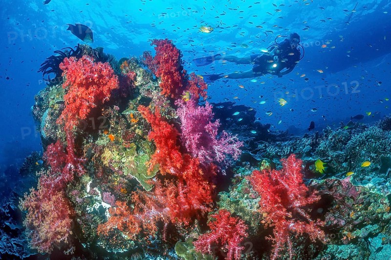 Diver hovering over colony of Red Violet several soft corals (Dendronephthya), top right silhouette of dive boat, Pacific Ocean, Indo-Pacific, Andaman Sea, Richelieu Rock, Thailand, Asia