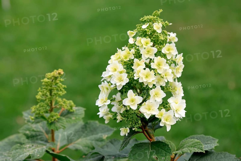 Oakleaf hydrangea (Hydrangea quercifolia), flower, in bloom, Germany, Europe