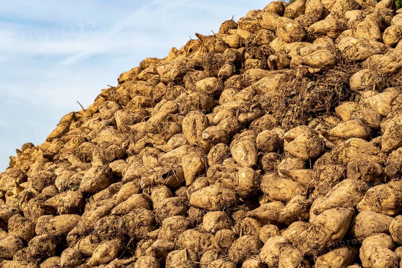 Agriculture, sugar beets are stacked at the edge of the field after harvesting, beet pile, intermediate storage in front of transport to the sugar factory, near Grevenbroich, North Rhine-Westphalia, Germany, Europe