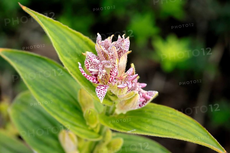 Bristly toad lily (Tricyrtis hirta), flowering, flower, Ellerstadt, Germany, Europe