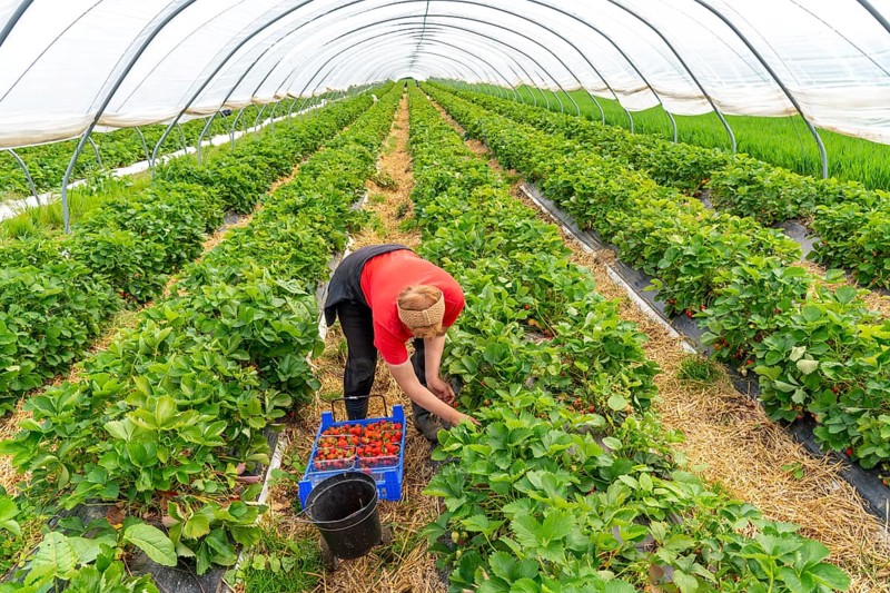 Harvesting strawberries, harvest helper, strawberry cultivation in the open field, under a foil tunnel, young strawberry plants growing up, in different stages of ripeness, near Dormagen, Rhineland, North Rhine-Westphalia, Germany, Europe