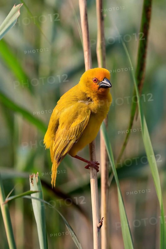 Eastern golden weaver (Ploceus subaureus), adult, male, auto-waiting, alert, Saint Lucia Estuary, Isimangaliso Wetland Park, Kwazulu Natal, South Africa, Africa