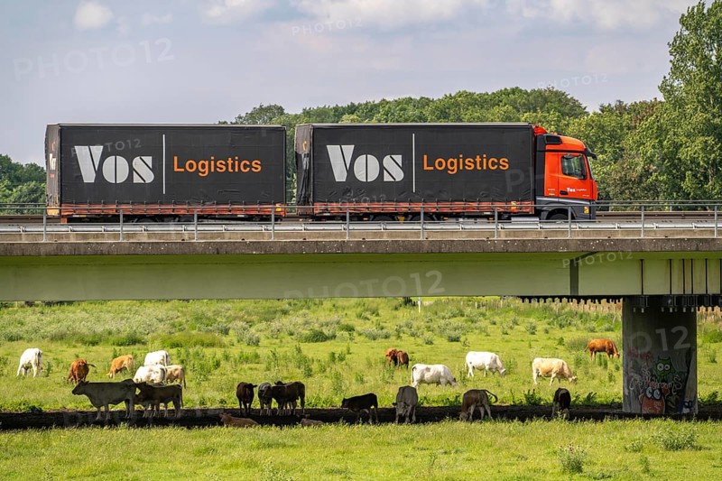 Lorry on the A40 motorway, bridge over the Ruhr and Styrumer Ruhrauen, herd of cattle, dairy cows grazing, Mülheim an der Ruhr, North Rhine-Westphalia, Germany, Europe