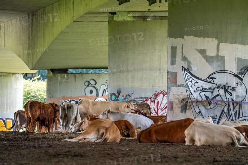 Herd of cattle, dairy cows, resting under the bridge of the A40 motorway in the Styrumer Ruhrauen, Mülheim an der Ruhr, North Rhine-Westphalia, Germany, Europe