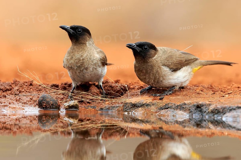 Grey bulbul (Pycnonotus barbatus), adult, pair, at the water, Kruger National Park, Kruger National Park, Krugerpark, South Africa, Africa