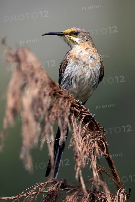 Cape Honeybird (Promerops cafer), adult, male, perch, Kirstenbosch Botanical Gardens, Cape Town, South Africa, Africa