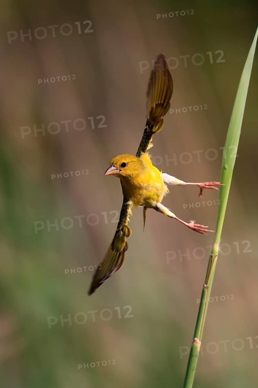 Eastern golden weaver (Ploceus subaureus), adult, female, aut Warte, flying up, Saint Lucia Estuary, Isimangaliso Wetland Park, Kwazulu Natal, South Africa, Africa