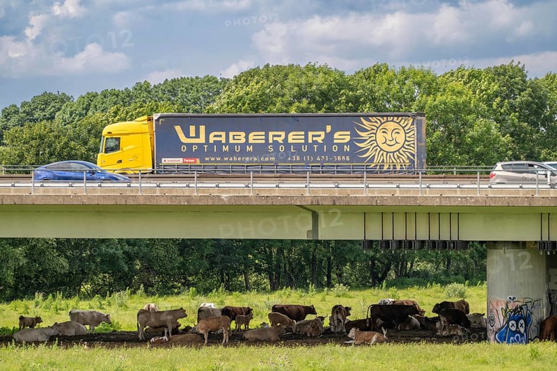 Lorry on the A40 motorway, bridge over the Ruhr and Styrumer Ruhrauen, herd of cattle, dairy cows grazing, Mülheim an der Ruhr, North Rhine-Westphalia, Germany, Europe