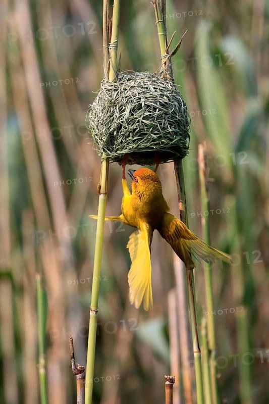 Eastern golden weaver (Ploceus subaureus), adult, male, at the nest, mating, Saint Lucia Estuary, Isimangaliso Wetland Park, Kwazulu Natal, South Africa, Africa