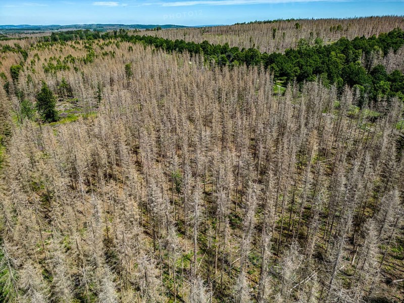 Cleared forest in the Eggegebirge, near Lichtenau, Paderborn district, site of a spruce forest that had died due to heavy bark beetle infestation and was felled, in the background there are still dead spruce trees, North Rhine-Westphalia, Germany, Europe