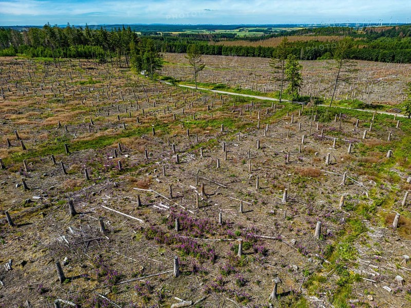 Cleared forest in the Eggegebirge, near Lichtenau, Paderborn district, site of a spruce forest that had died due to heavy bark beetle infestation and was felled, the tree stumps are intended to provide protection and nutrients for new, planted trees, North Rhine-Westphalia, Germany, Europe