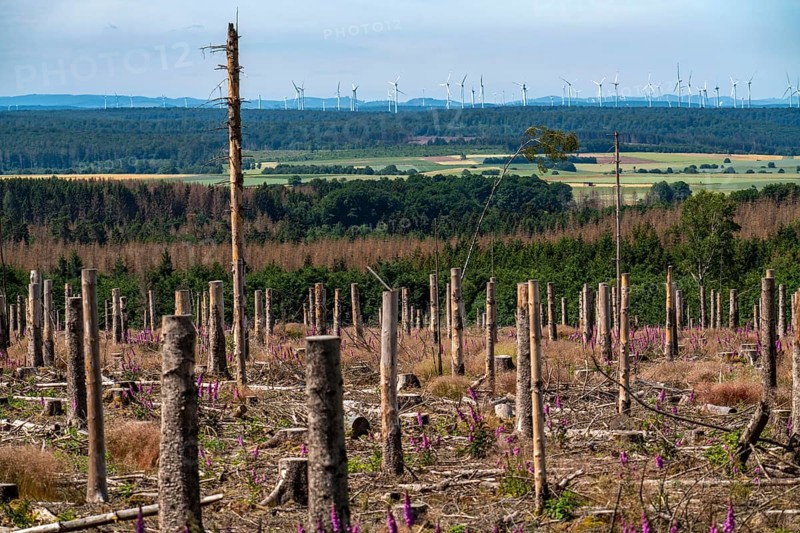 Cleared forest in the Eggegebirge, near Lichtenau, Paderborn district, site of a spruce forest that had died due to heavy bark beetle infestation and was felled, wind farm near Lichtenau on the horizon, the tree stumps are intended to provide protection and nutrients for new, planted trees, North Rhine-Westphalia, Germany, Europe