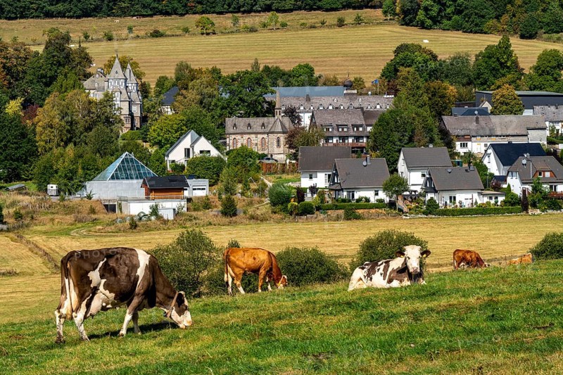 Cattle pasture near the village of Gevelinghausen, dairy cows grazing in a meadow, landscape in Sauerland, Hochsauerlandkreis, North Rhine-Westphalia, Germany, Europe