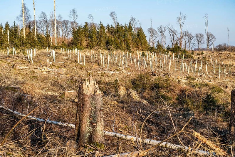 Cleared forest area north of the village of Hirschberg, Soest district, dead spruce stands were felled, dead trees due to bark beetle infestation, Arnsberg Forest, North Rhine-Westphalia, Germany, Europe