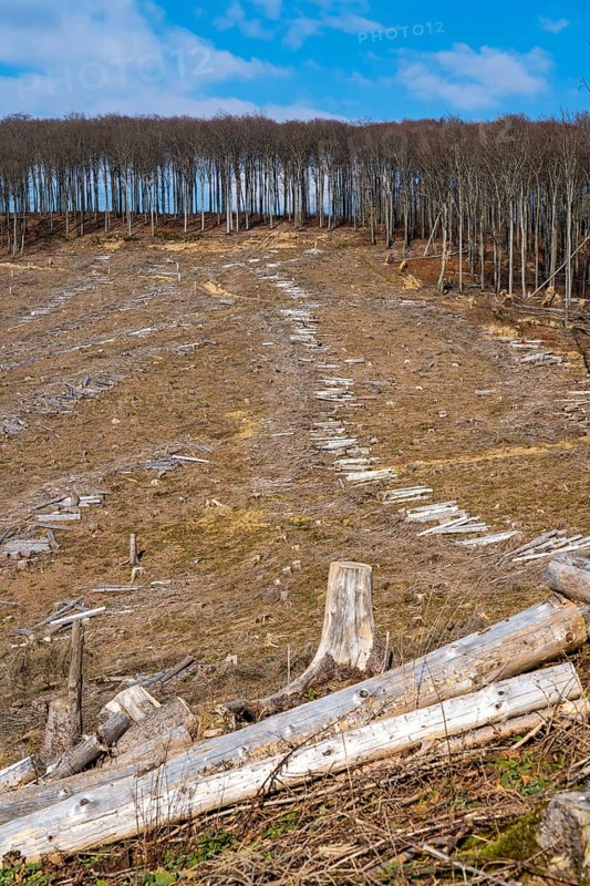 Cleared forest area north of the village of Öventrop, district of Arnsberg, dead spruce stands were felled, dead trees due to bark beetle infestation, Arnsberg Forest, North Rhine-Westphalia, Germany, Europe
