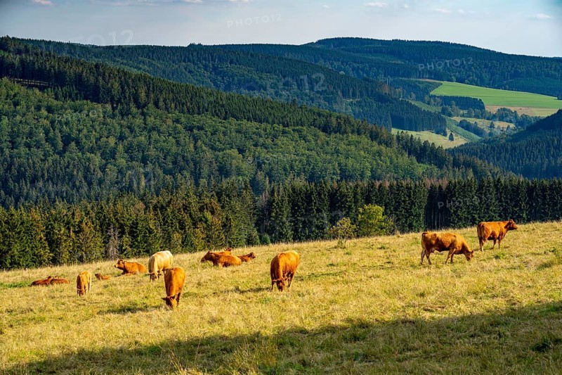 Landscape in the Rothaargebirge, Sauerland, near Langewiese, cattle on a pasture, view to the south-east, North Rhine-Westphalia, Germany, Europe