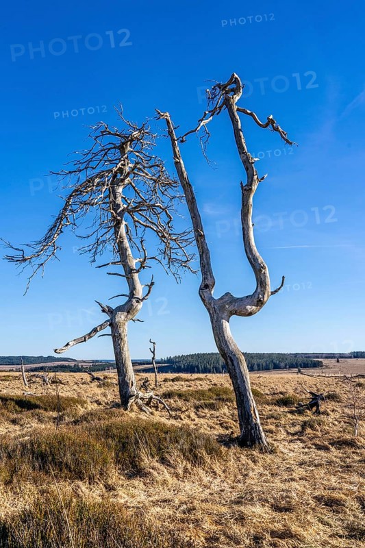 Noir Flohay ghost forest, remnants of a forest fire from 2011 in the High Fens, high moor, in the Eifel and Ardennes region, High Fens-Eifel nature park Park, north-east of Baraque Michel, Belgium, Wallonia, Europe