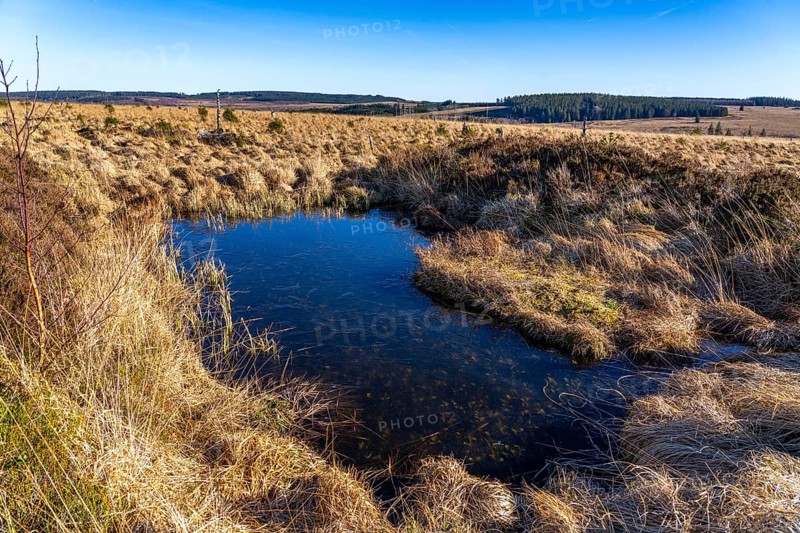 The High Fens, raised bog, in the Eifel and Ardennes region, High Fens-Eifel nature park Park, north-east of Baraque Michel, Belgium, Wallonia, Europe