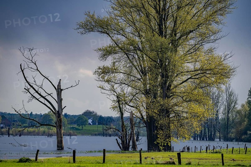 Bislicher Insel, nature reserve on the Lower Rhine near Xanten, formed from old Rhine arms, gravel and quarry ponds, great biodiversity, and near-natural floodplain landscape, North Rhine-Westphalia, Germany, Europe