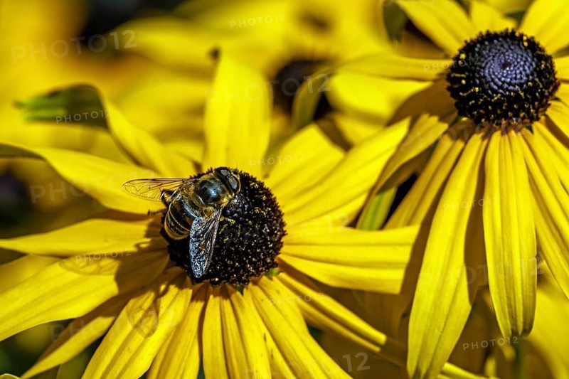 Hoverfly (Syrphidae) sits on a sunflower (Rudbeckia hirta), Baden-Württemberg, Germany, Europe