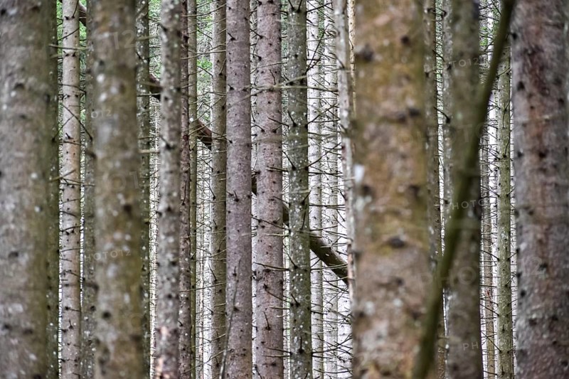 Spruce monoculture in Berchtesgaden National Park, abstract, symbol of unnatural forest, forestry, forest damage, susceptible to climate change, Bavaria, Germany, Europe
